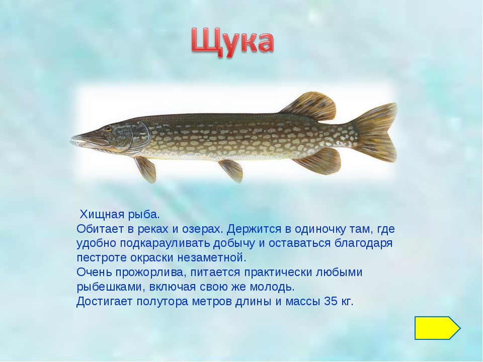 Информация про рыб. Обыкновенная щука (Esox Lucius). Рассказ о рыбе. Доклад про рыб. Презентация на тему рыбы.