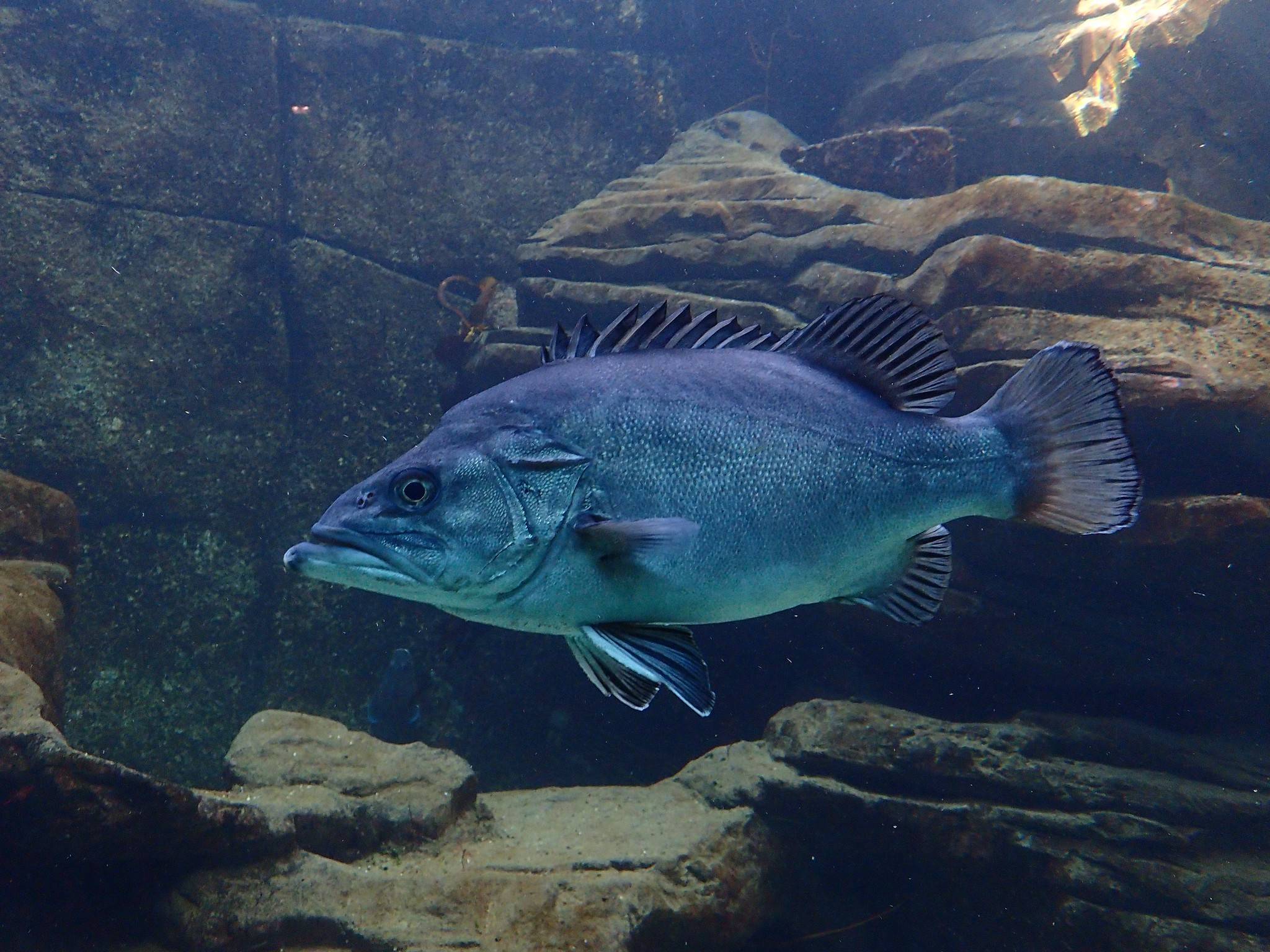 20 самых удивительных речных рыб - лучшие фотографии со всего света — livejournal