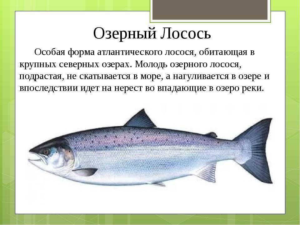 Рыба лосось атлантический или семга: как выглядит и где водится семга или дикий лосось salmon