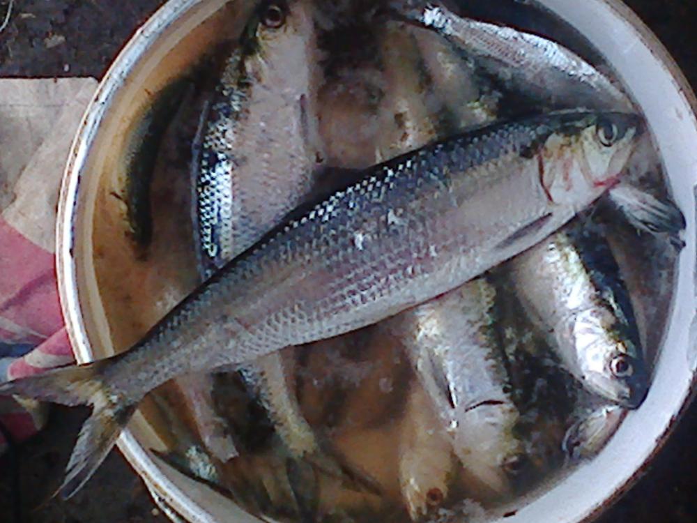 Где ловят селёдку: разновидности селёдки по месту обитания, причины уменьшения количества рыбы в дону