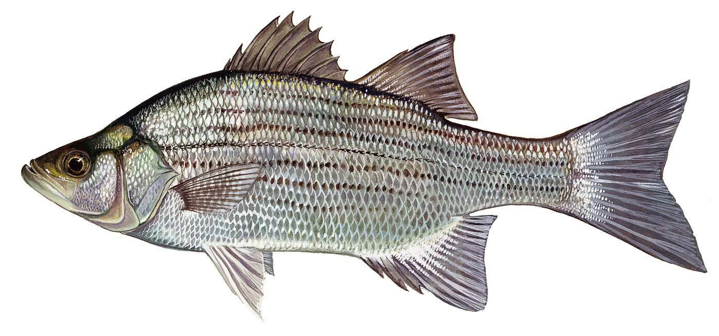 Басс прибрежный фото и описание – каталог рыб, смотреть онлайн