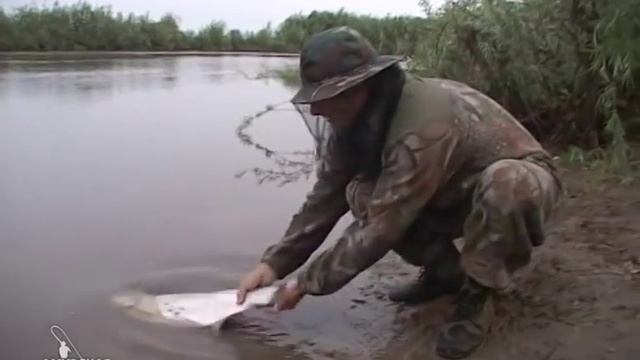 Прикормка для белого амура своими руками