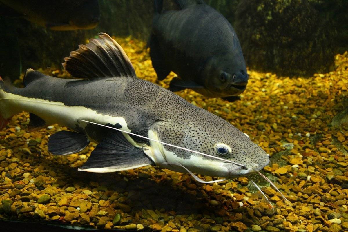 Сомик американский фото и описание – каталог рыб, смотреть онлайн