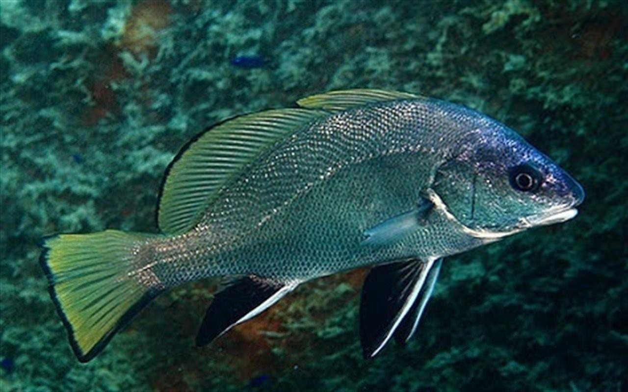 Рыба «горбыль пятнистый» фото и описание
