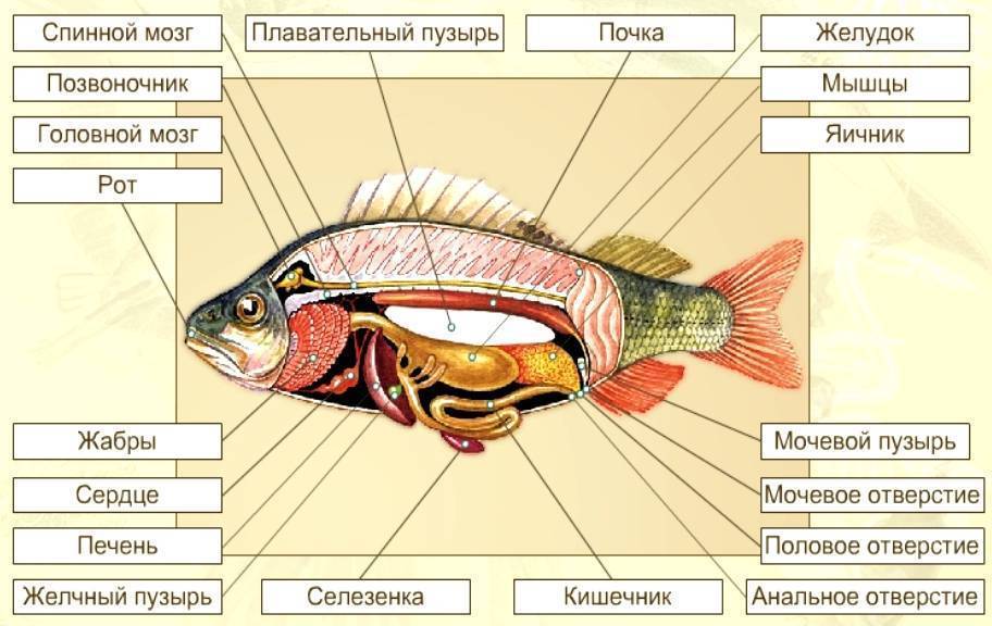 § 32. внутреннее строение рыб