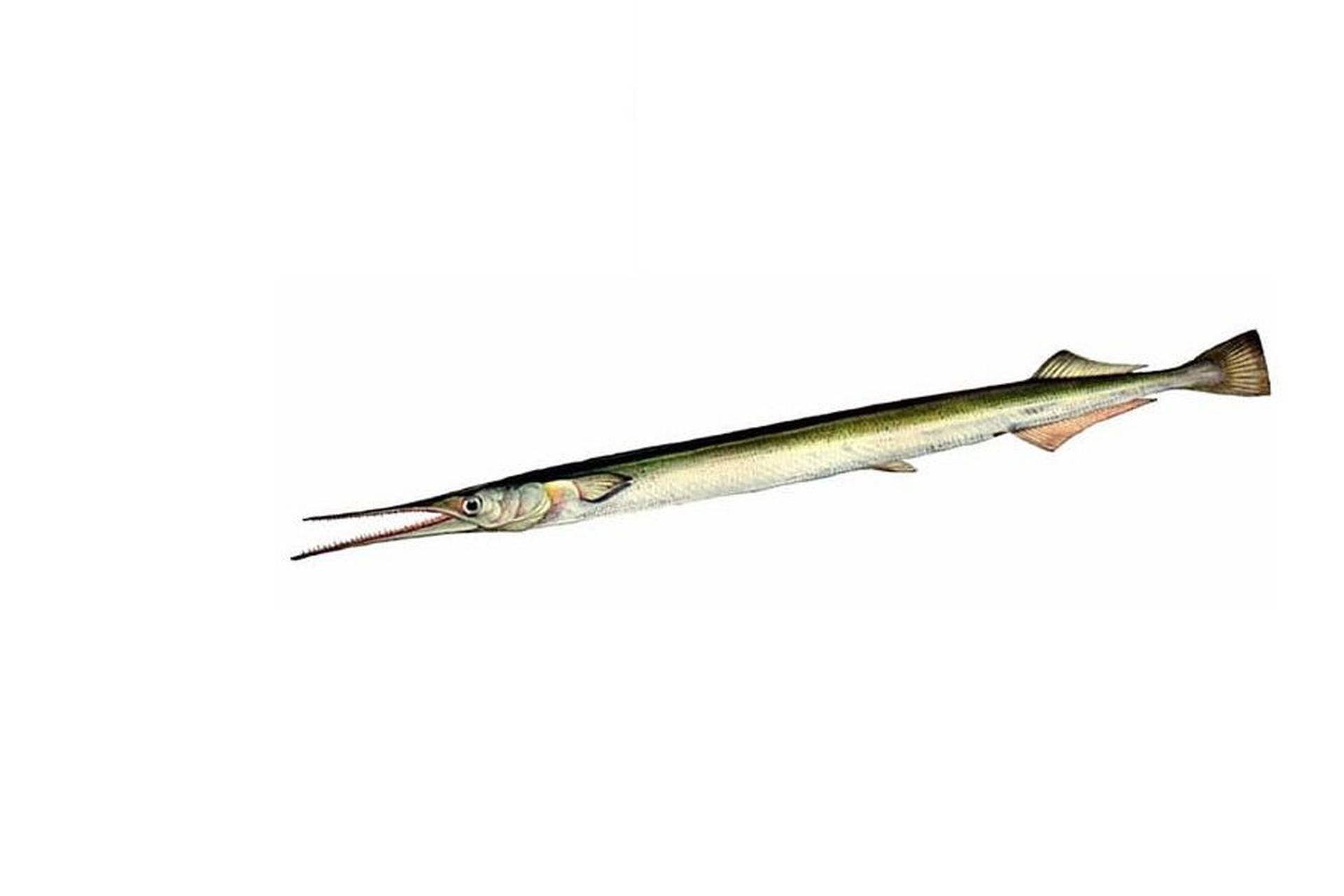 Рыба сарган: зелёные кости, длинное рыло и острые зубыми