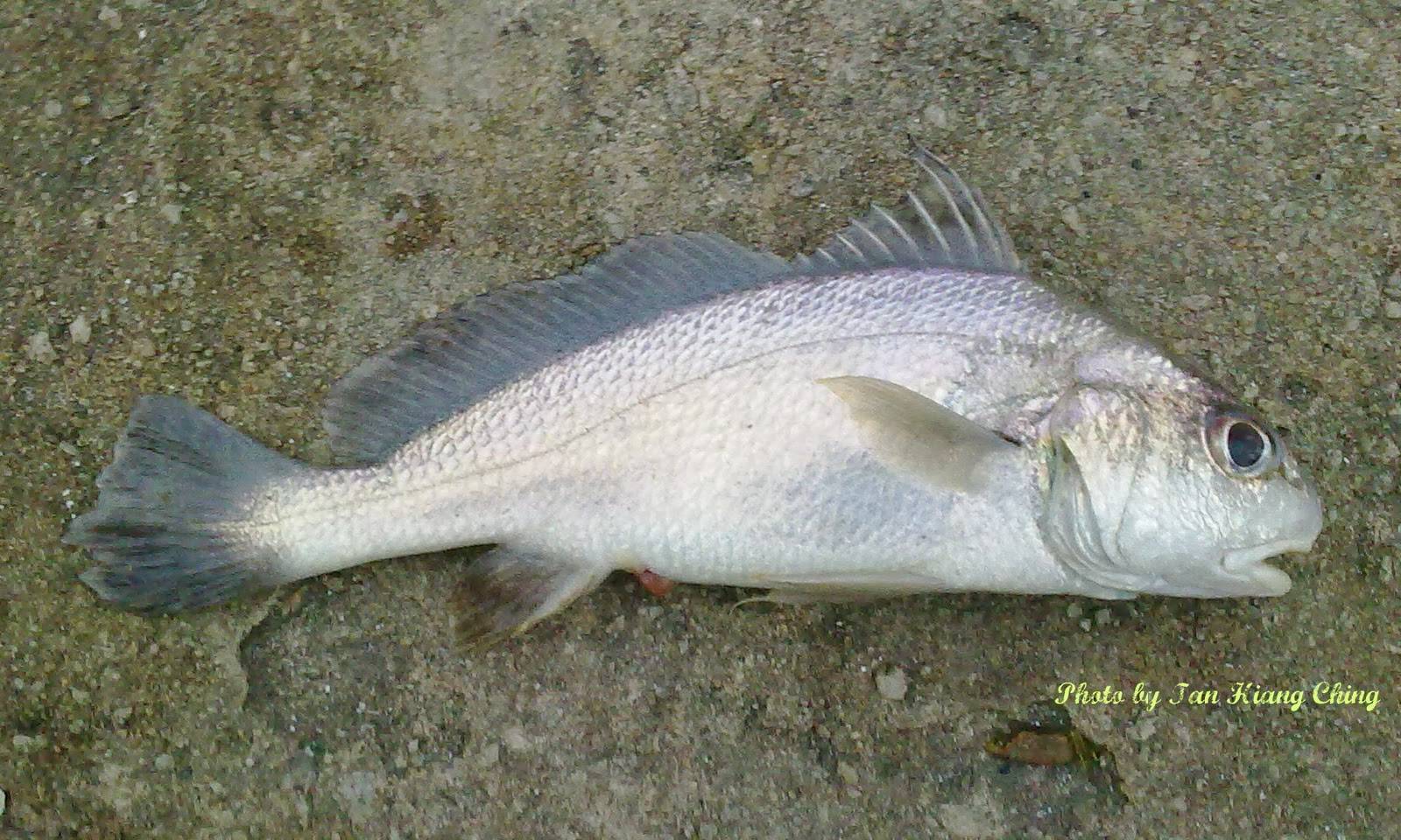 Рыба «горбыль полосатый» фото и описание