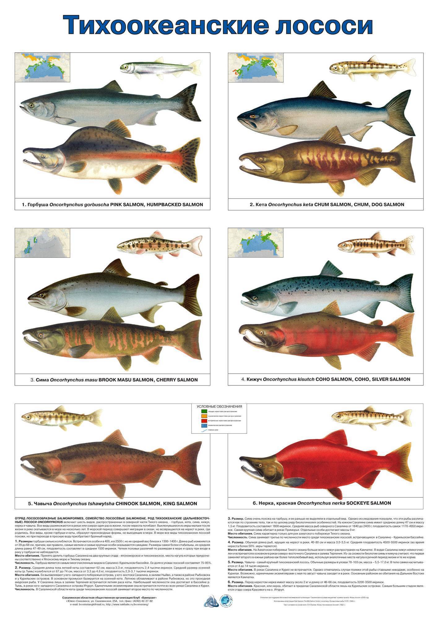 Красная рыба: ареал, морские и речные породы осетровых и лососевых семейств