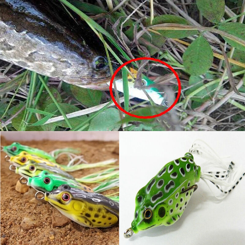 Как поймать лягушку для сома просто и быстро