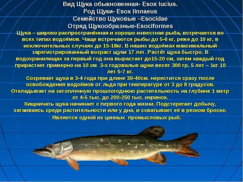 Таймень (обыкновенный, сахалинский): описание, самый большой вес пойманной рыбы