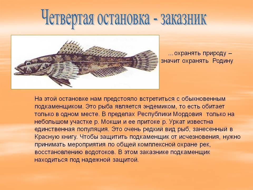 Рыба подкаменщик: за что она получила свое название?