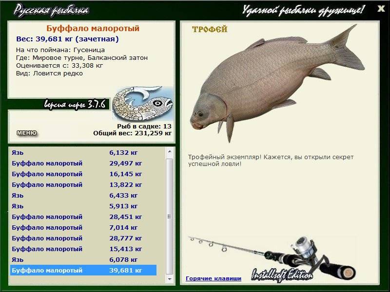 Буффало рыба: фото, википедия, описание