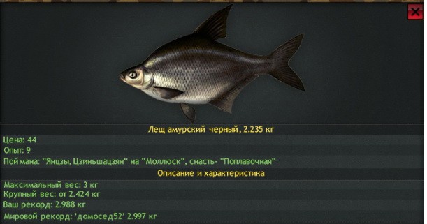 Осётр амурский фото и описание – каталог рыб, смотреть онлайн