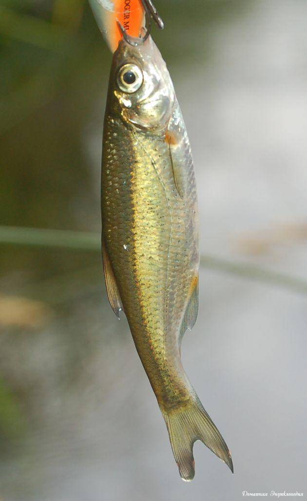 Быстрянка — описание рыбы, характеристики, повадки, способы как и чем ловить рыбу (100 фото + видео)