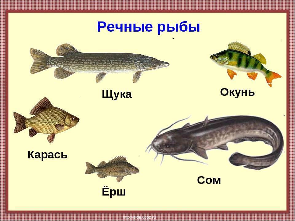 Хозяйке на заметку: 8 видов рыбы, в которой меньше всего костей