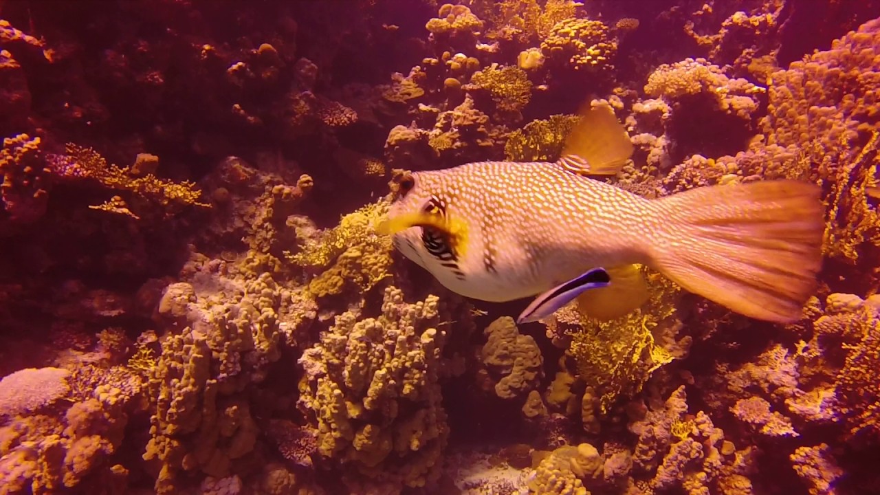 🚩 рыбы красного моря: красивые и опасные подводные обитатели