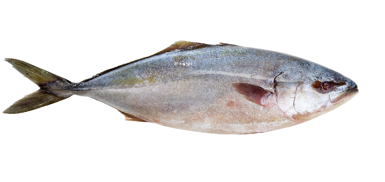 Лакедра рыба. описание, особенности, виды, образ жизни и среда обитания лакедры