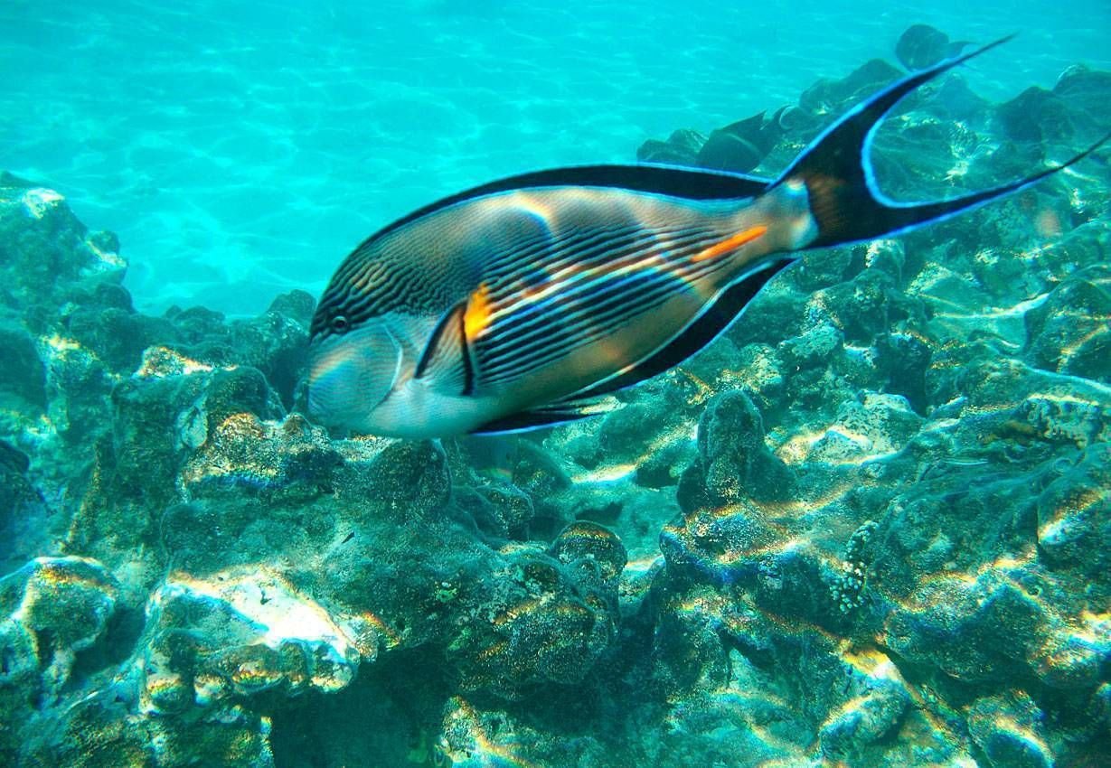 Рыбы красного моря: описание с названиями и фото, ядовитые