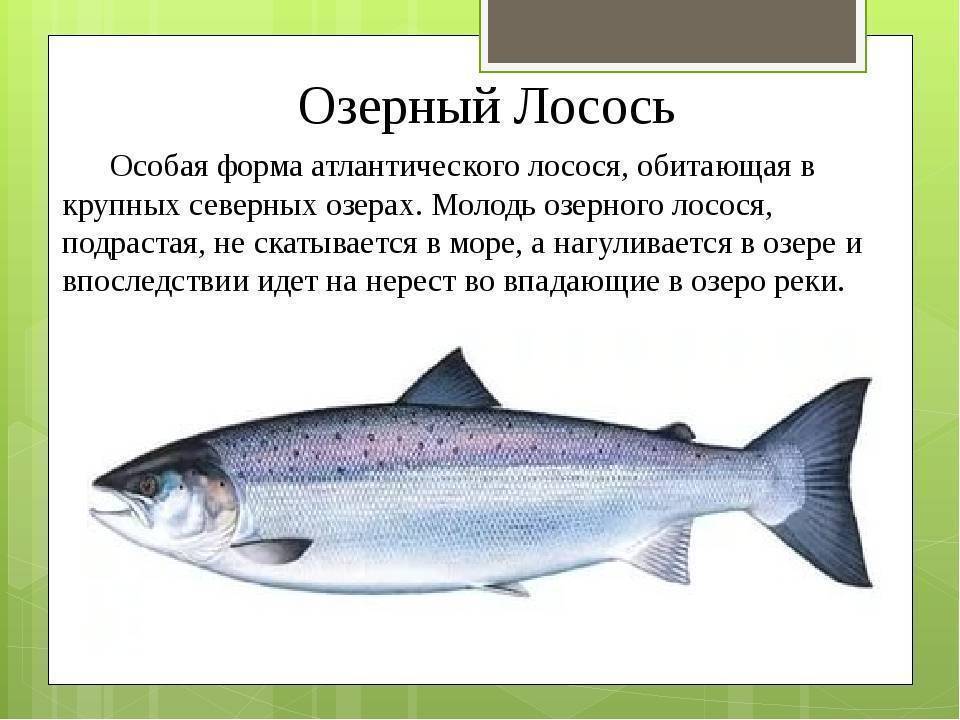 Кижуч: что это за рыба, фото, описание серебряного лосося, особенности ловли