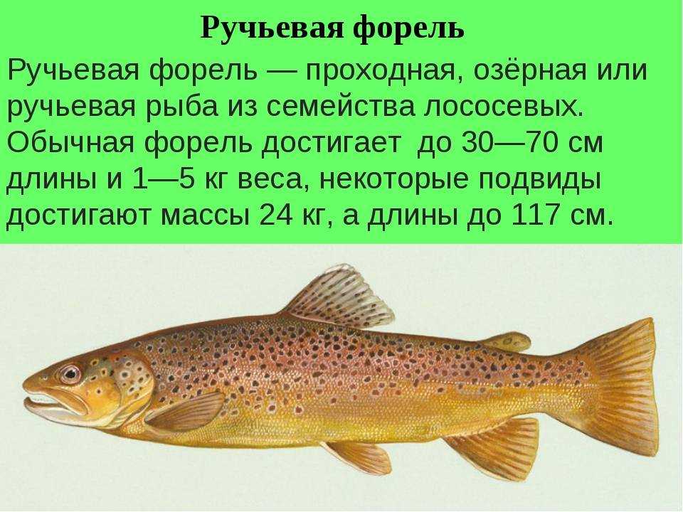Пеленгас рыба: фото, описание, где водится