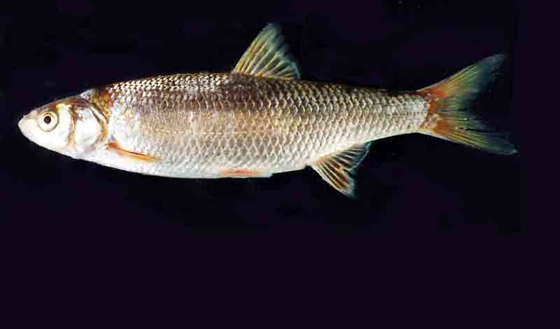 Рыба елец: описание, виды, образ жизни, среда обитания и размножение