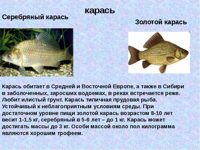 Сом: описание рыбы, места обитания, виды, что ест