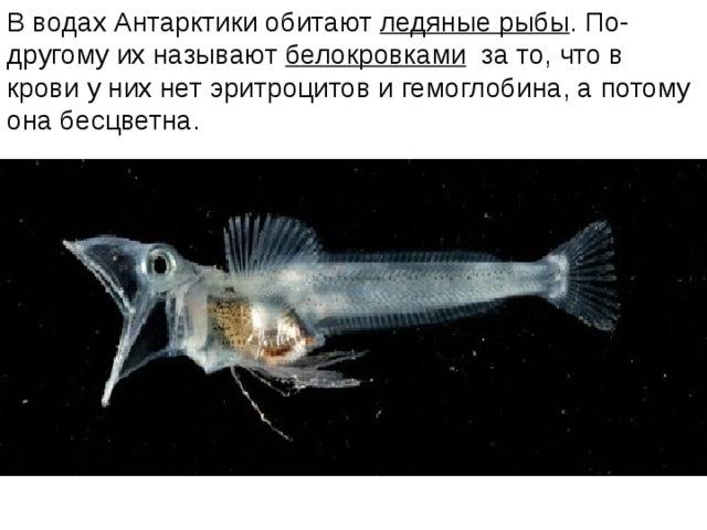 Ледяная рыба – 8 рецептов приготовления