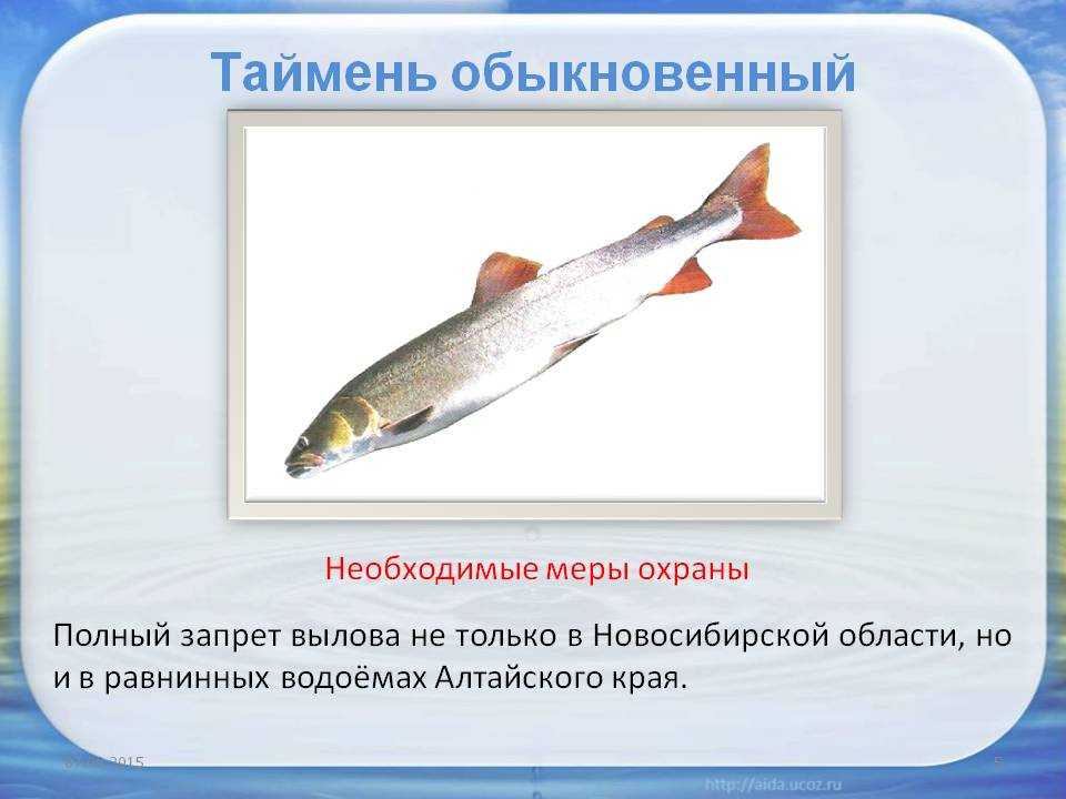 Таймень фото и описание – каталог рыб, смотреть онлайн