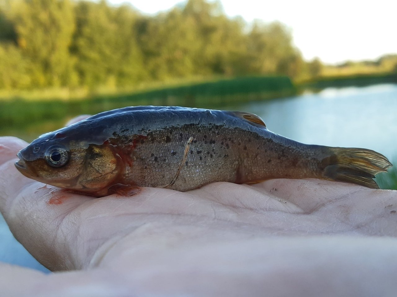 Гольян или красавка – рыба с яркой окраской