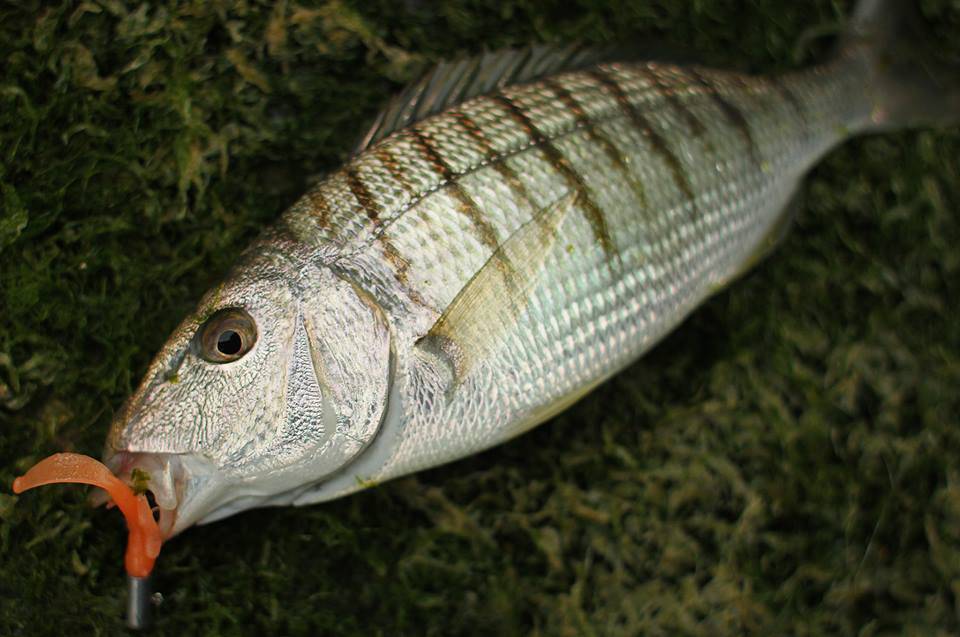Тарпон атлантический фото и описание – каталог рыб, смотреть онлайн
