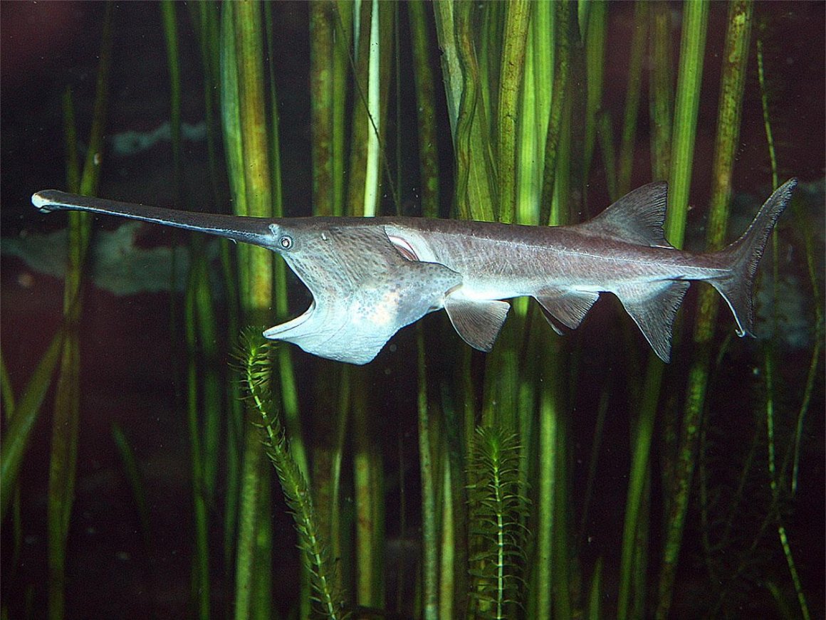 Givotinki.ru. рыба веслонос: описание, особенности и среда обитания