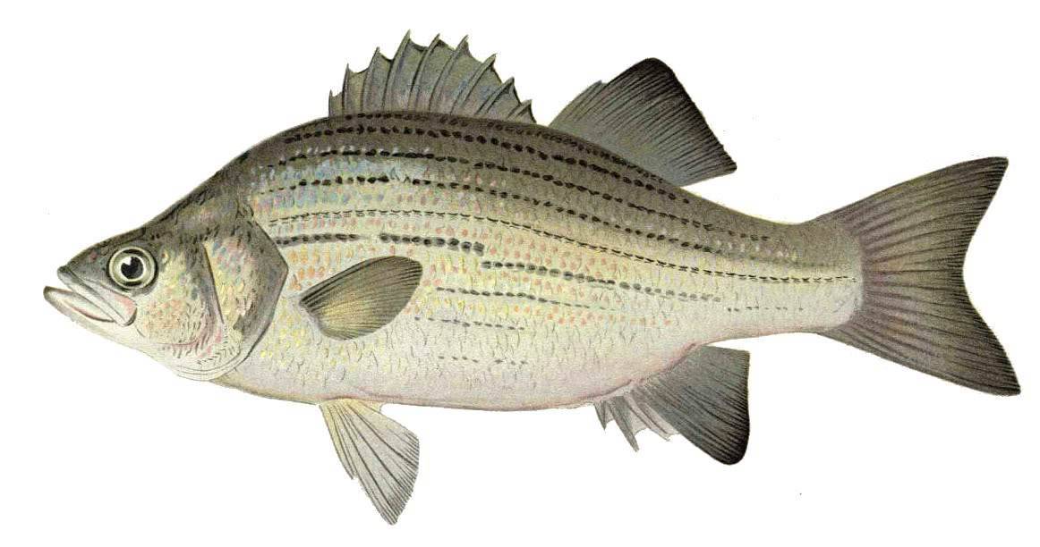 Калико басс фото и описание – каталог рыб, смотреть онлайн