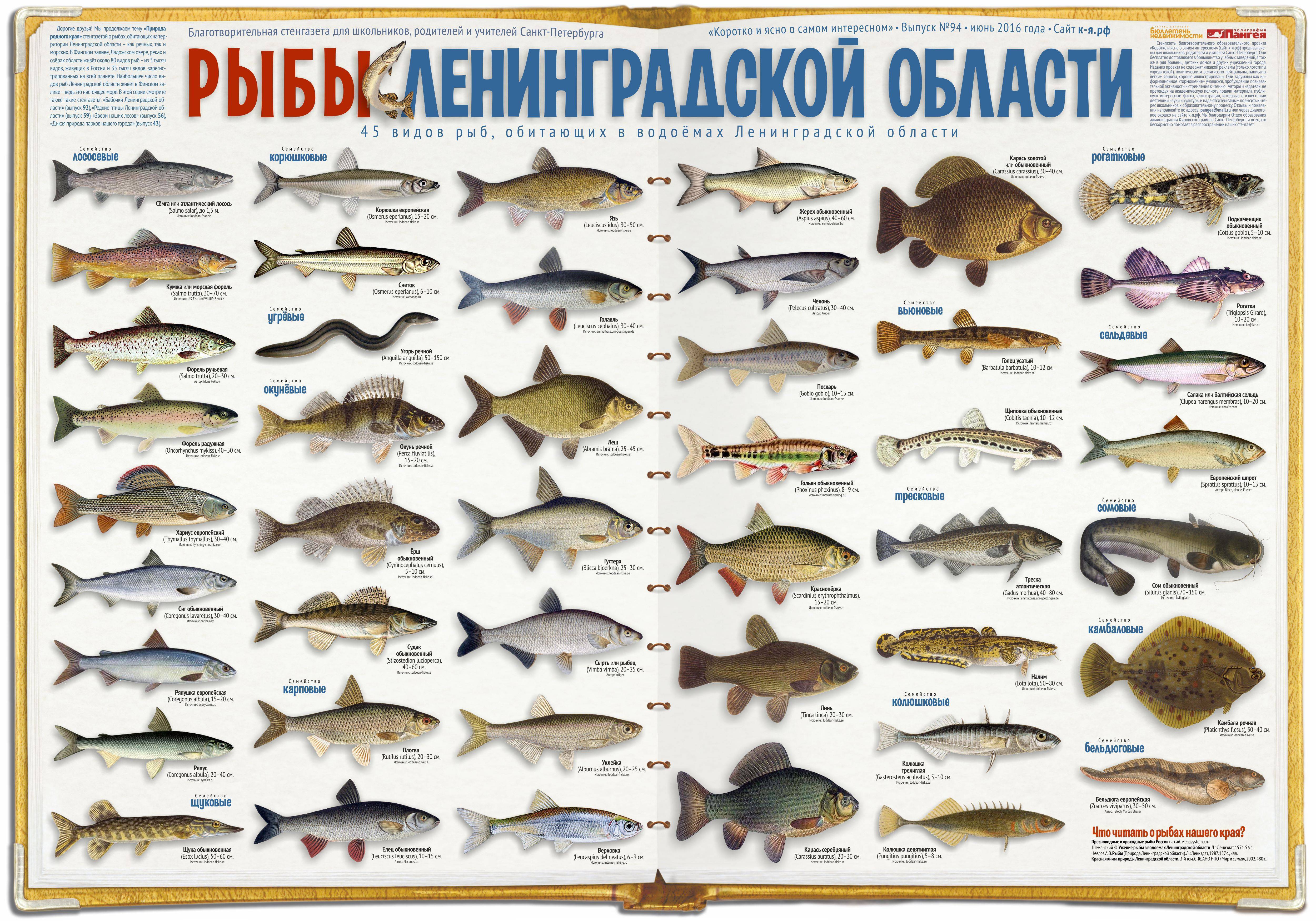 Царская рыба: какую рыбу называют царской, 4 рецепта рыбных блюд по-царски