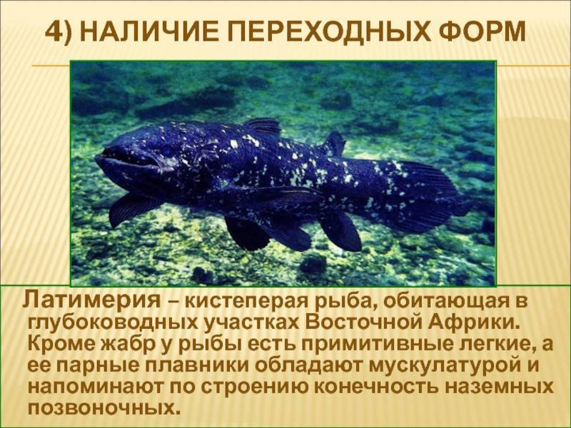 Латимерия (кистеперая рыба). доклад. биология. 2009-01-12