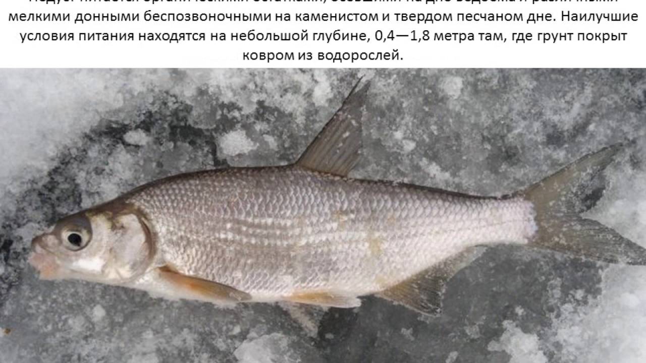 Рыба «кутум» фото и описание