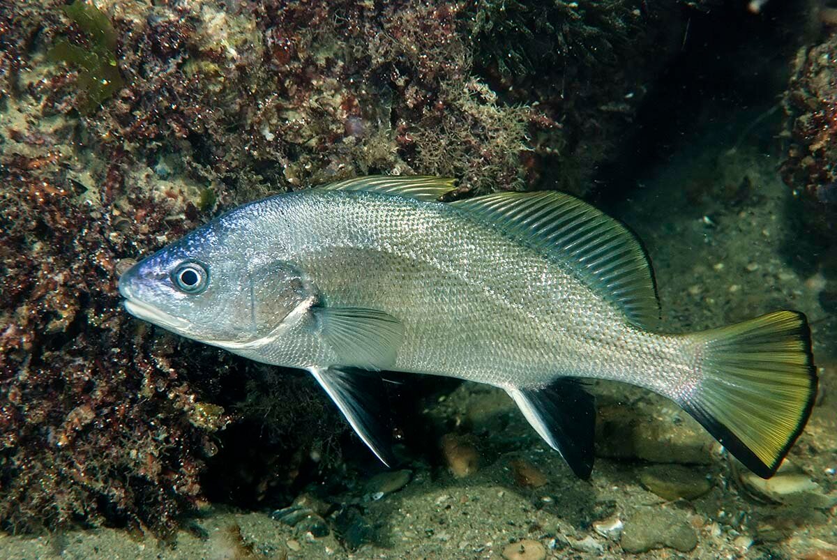 Рыба «горбыль судачий серебристый» фото и описание