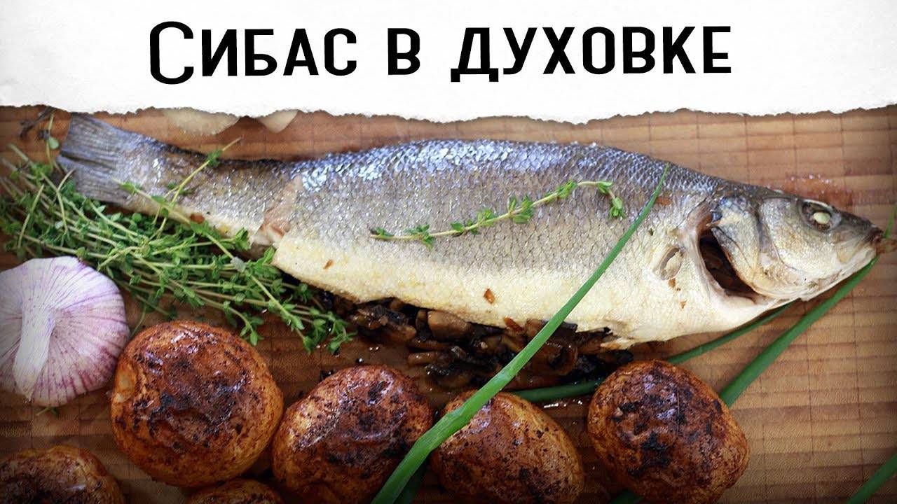 Рыба сибас или морской волк - описание, фото, среда обитания