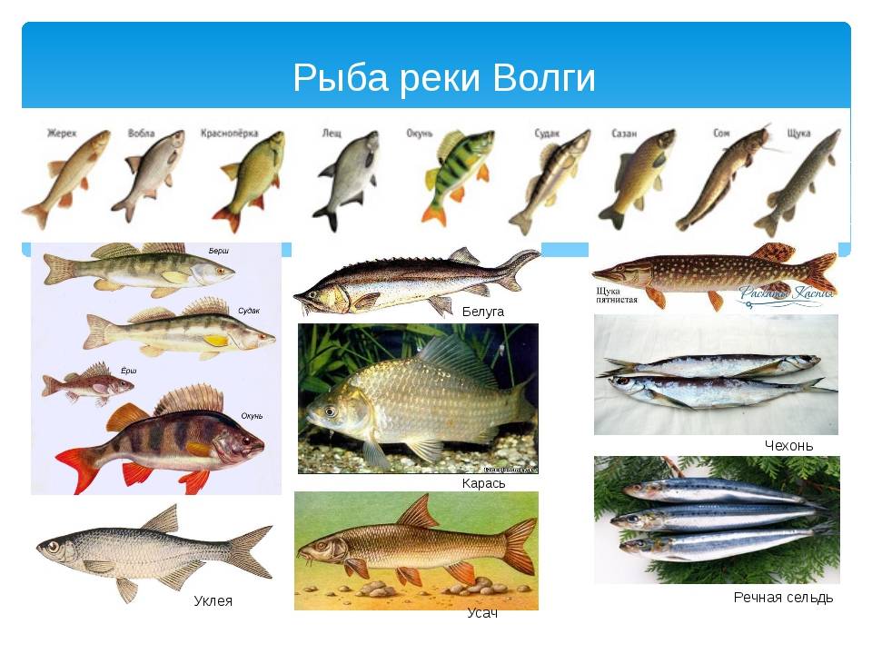 Как оснастить фидер для ловли карася, карпа, леща - монтаж снасти для начинающих