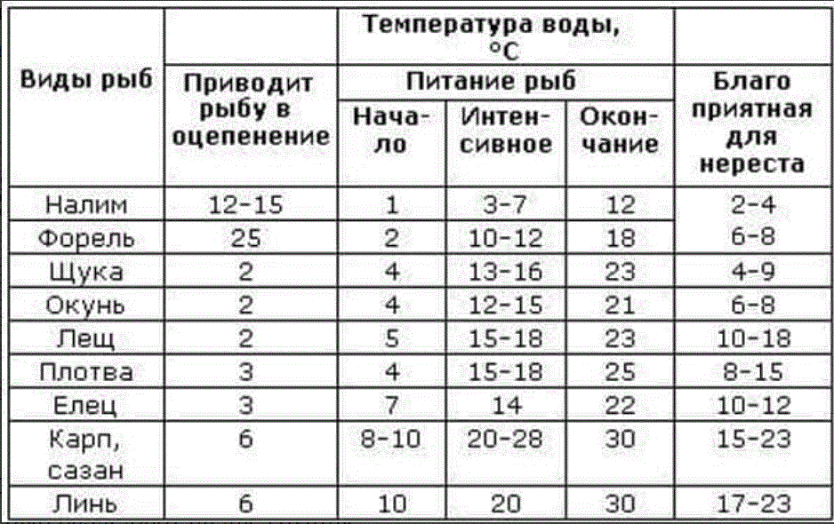 Когда нерестится карп - нерестовый период карпа и его особенности