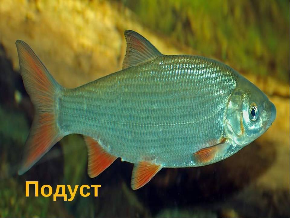 Подуст - где водится и ихтиологическое описание вида (115 фото)