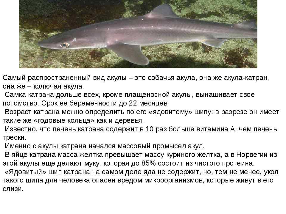 Как ловить черноморскую акулу катран? ∞ лагуна акул