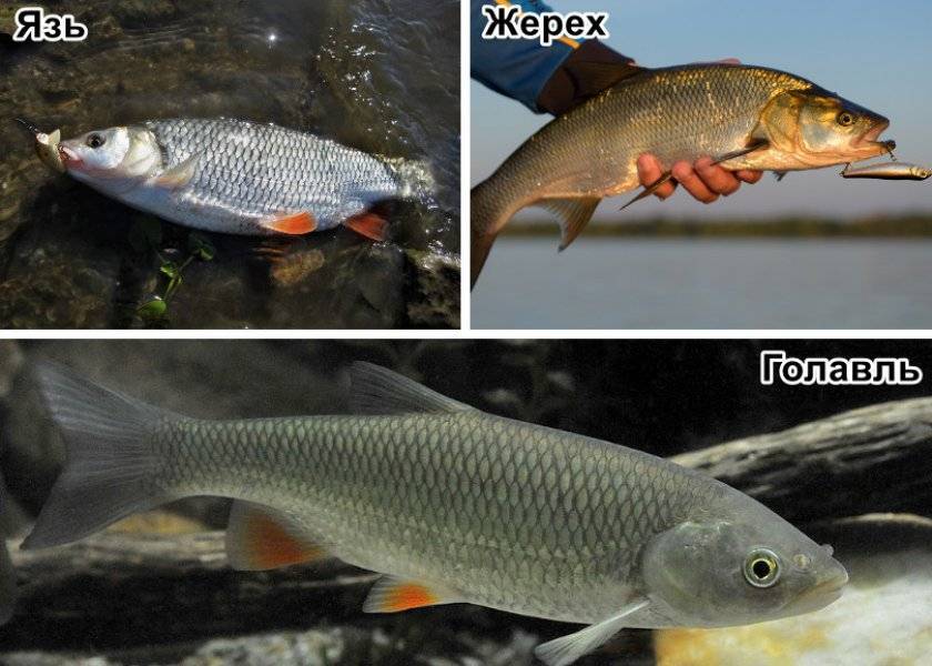 Язь, голавль, жерех — отличия и фото