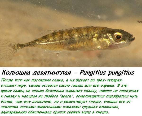 Трехиглая колюшка