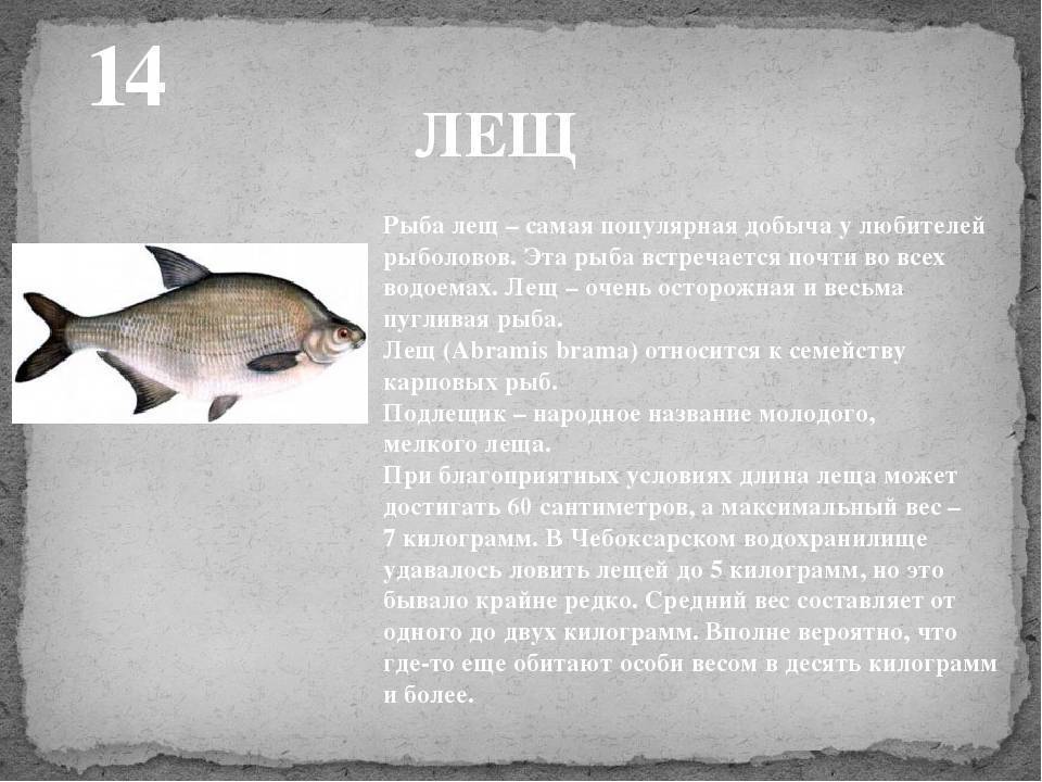 Рыба луна. образ жизни и среда обитания рыбы луны