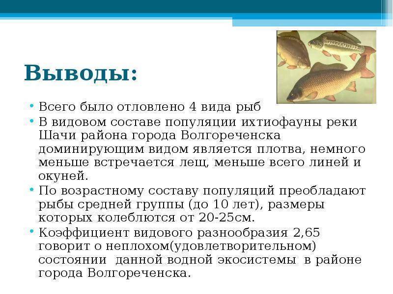 Линь: описание рыбы, места обитания, что ест, популяция